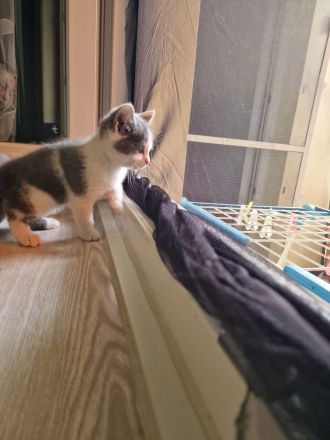 Katzen Kitten  2 Mädchen