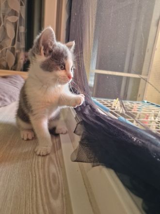 Katzen Kitten  2 Mädchen