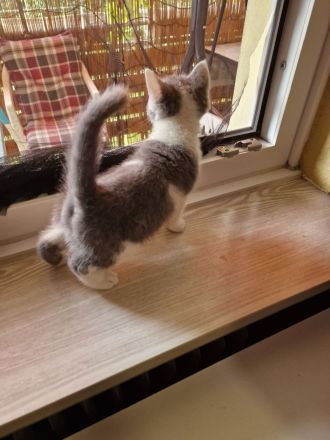 Katzen Kitten  2 Mädchen