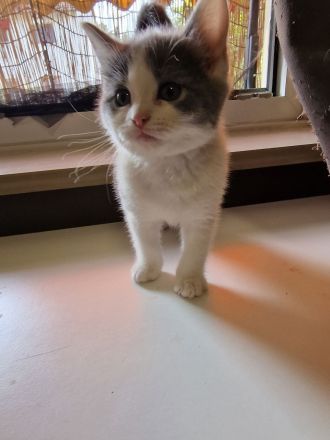 Katzen Kitten  2 Mädchen