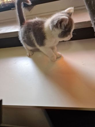 Katzen Kitten  2 Mädchen