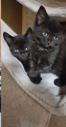 Katzen Kitten  2 Mädchen