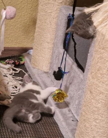 Katzen Kitten