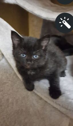 Katzen Kitten  2 Mädchen