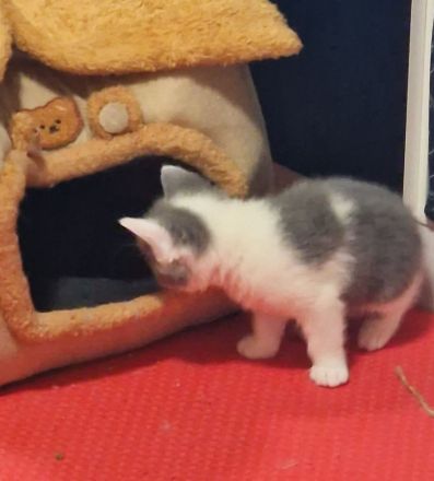 Katzen Kitten
