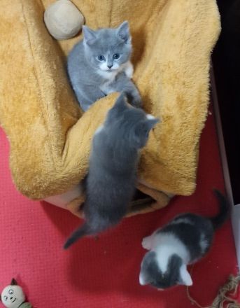 Katzen Kitten