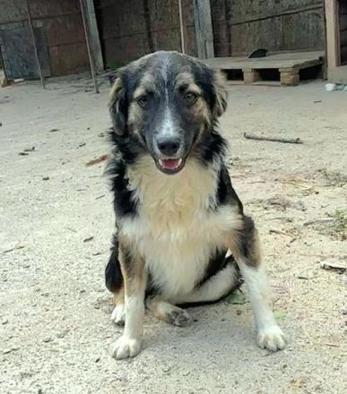 Esme sucht ihr Für-immer-Zuhause