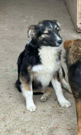 Esme sucht ihr Für-immer-Zuhause