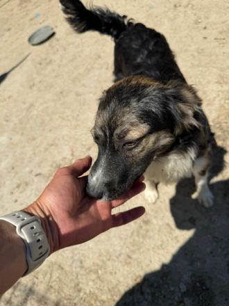 Esme sucht ihr Für-immer-Zuhause