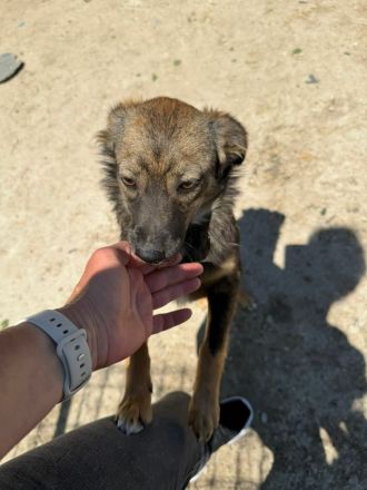 Yoko sucht ihr Für-immer-Zuhause