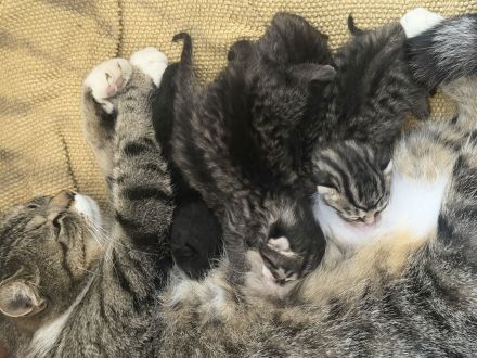 Mutter mit kitten abzugeben