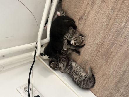 Mutter mit kitten abzugeben