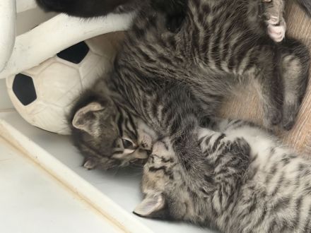 Mutter mit kitten abzugeben