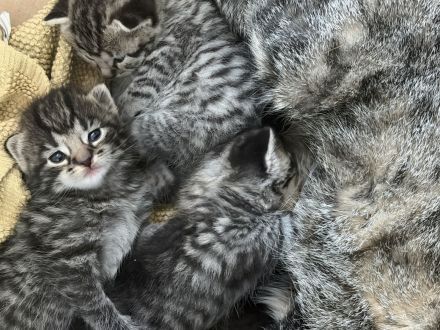 Mutter mit kitten abzugeben