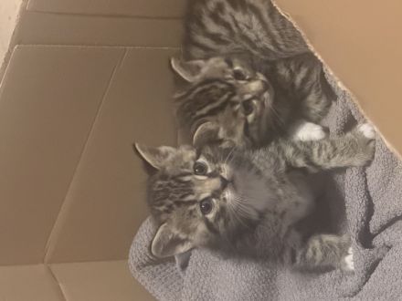 Mutter mit kitten abzugeben
