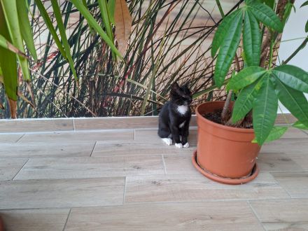 Kartäuser-Waldkater-Mix Kitten