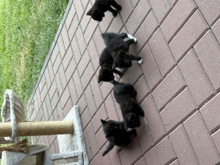 Kartäuser-Waldkater-Mix Kitten