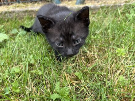 Kartäuser-Waldkater-Mix Kitten