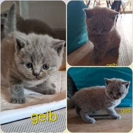 Britisch Kurzhaar Kitten