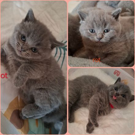 Britisch Kurzhaar Kitten