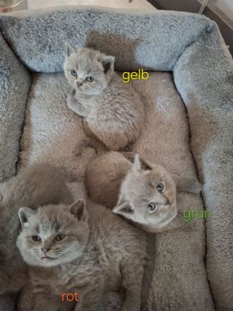 Britisch Kurzhaar Kitten