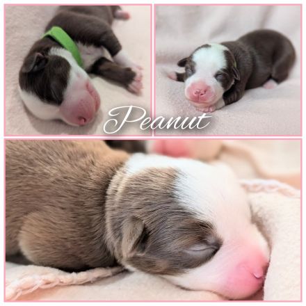 Mini Australien Shepherd Welpen Miniatur Aussie Babies Hunde