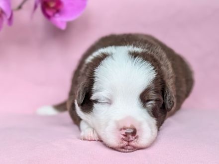 Mini Australian Shepherd Welpen Miniatur Aussie Babies Hunde