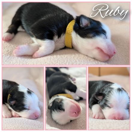 Mini Australien Shepherd Welpen Miniatur Aussie Babies Hunde