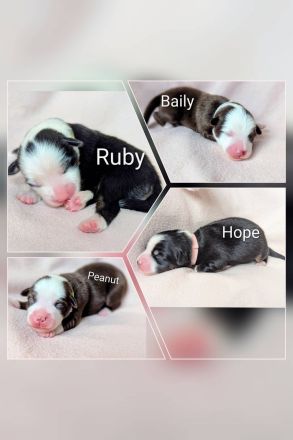 Mini Australien Shepherd Welpen Miniatur Aussie Babies Hunde