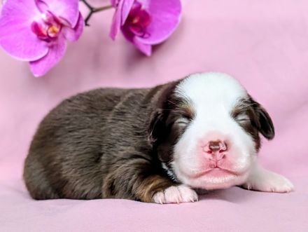 Mini Australian Shepherd Welpen Miniatur Aussie Babies Hunde