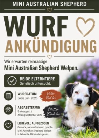 Mini Australian Shepherd Welpen Miniatur Aussi Wurfankündigung