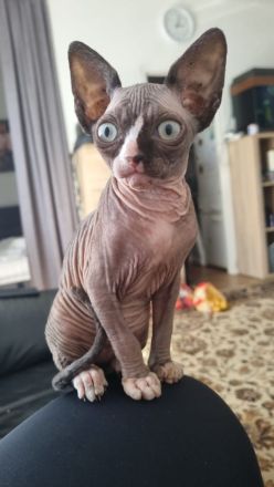 Sphynx-Kitten sucht neues Zuhause