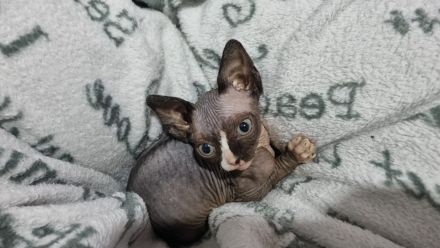Sphynx-Kitten sucht neues Zuhause