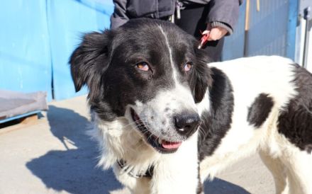 Freundliche Hündin Leana mit kuscheligem Fell sucht Zuhause