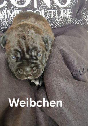 Cane Corso Welpen