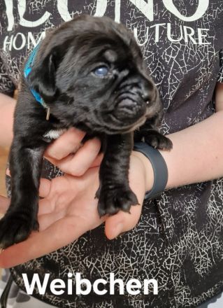 Cane Corso Welpen