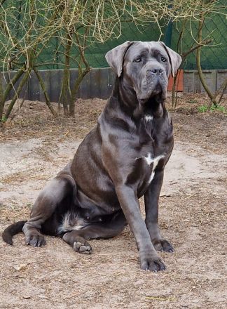 Cane Corso Welpen