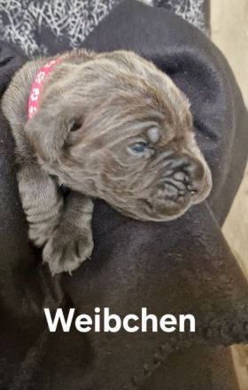 Cane Corso Welpen