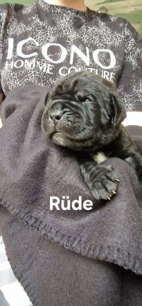 Cane Corso Welpen
