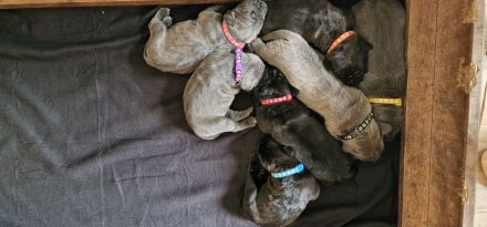 Cane Corso Welpen