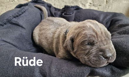 Cane Corso Welpen