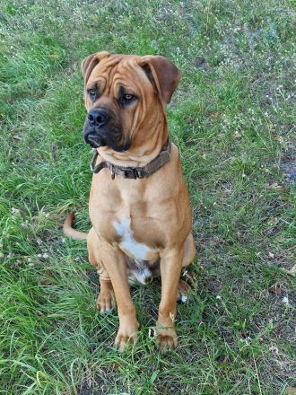 Cane Corso Welpen