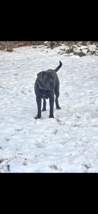 Cane corso zu verkaufen