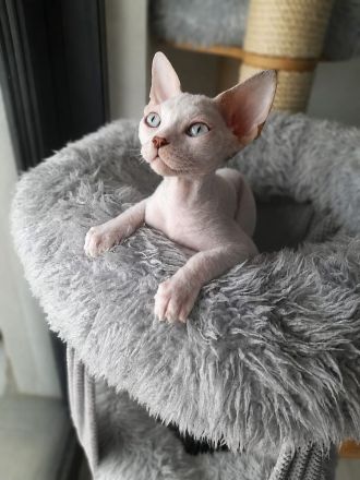 Wunderschöner Devon Rex Kater sucht sein Für-immer-Zuhause! (Reinrassig)