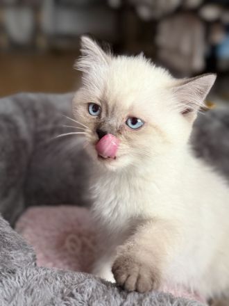 Süße Reinrassige BKH Kitten