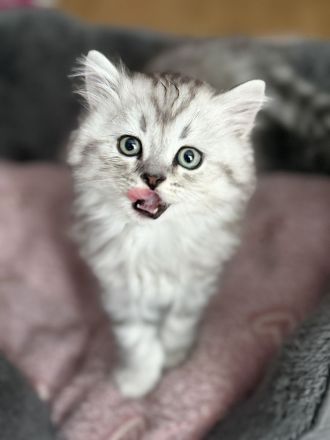 Süße Reinrassige BKH Kitten