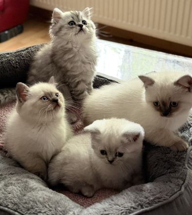 Süße Reinrassige BKH Kitten