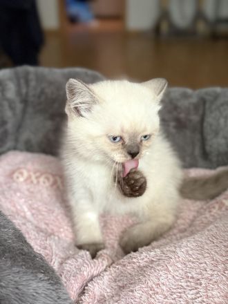 Süße Reinrassige BKH Kitten
