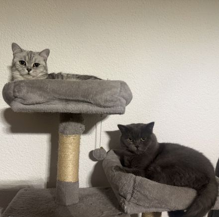Süße Reinrassige BKH Kitten