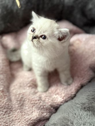 Süße Reinrassige BKH Kitten